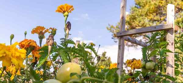 Menanam marigold dan tomat bersama apa manfaatnya?