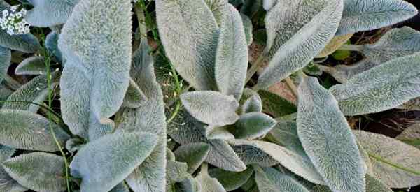 Es la planta de orejas de los corderos (Stachys byzantina) comestible?