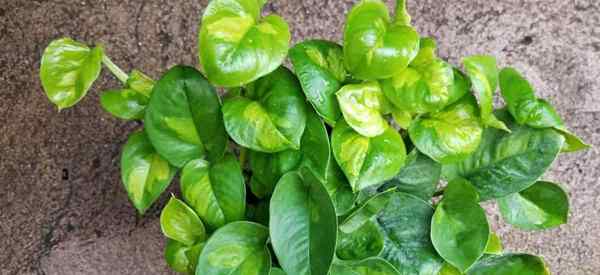 Qu'est-ce qu'une usine de Pothos verts mondiaux? Comment le faire pousser