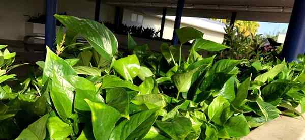 La iluminación de Pothos necesita cuánta luz requiere los Pothos