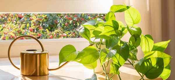 Recotting Pothos Bagaimana dan bila hendak repot tumbuh -tumbuhan Pothos