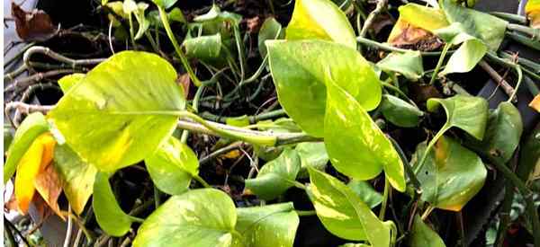 Mengapa daun pothos saya bertukar menjadi coklat