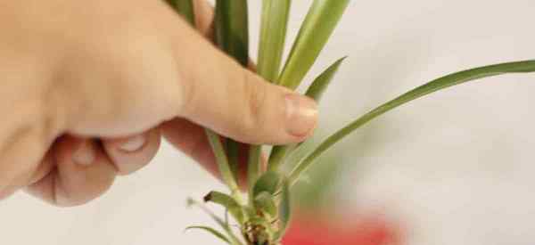 ¿Puedes cultivar plantas de araña en agua??