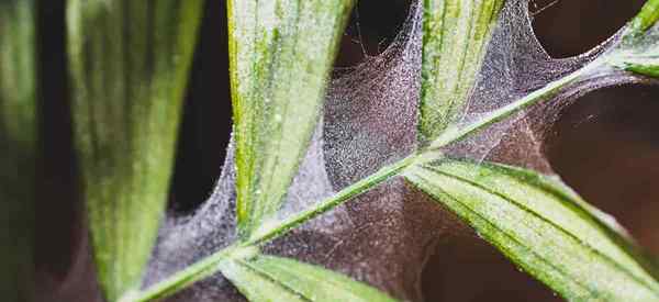 Qu'est-ce qui cause de minuscules toiles d'araignée sur les plantes?