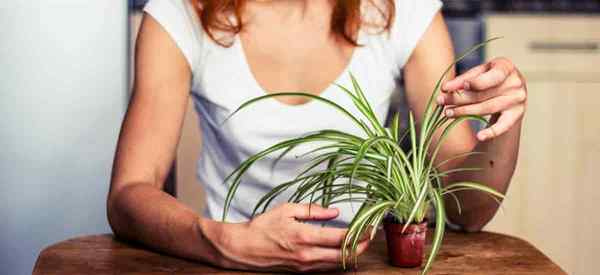 Como você transplanta plantas de aranha