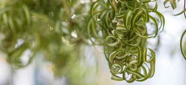 Spider Plant Curly meninggalkan alasan dan remedi