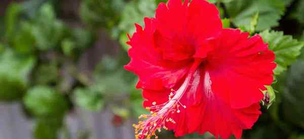 Wie man einen Hibiskus -Busch anbaut