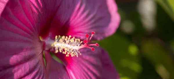 ¿Qué son las plantas de hibisco para el plato??