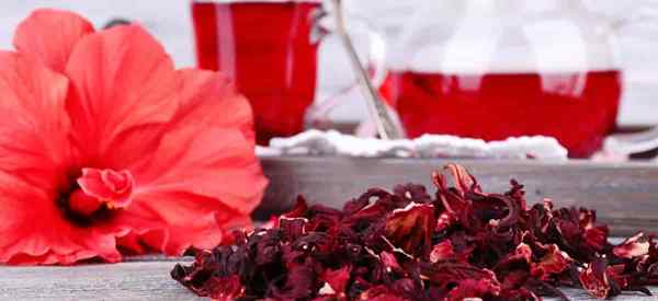 Você pode comer flores de hibisco e quando você não deveria