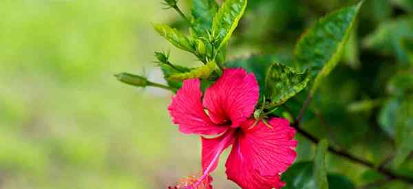 Hibiskus -Knospen, wie man Hibiskusknospen zu Knospen fallen lässt