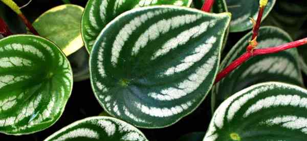 Semangka Peperomia Propagasi Bagaimana cara merambat Peperomia argyreia