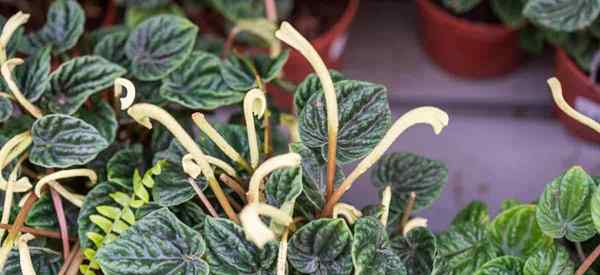 Que faire des pointes de fleurs Peperomia?