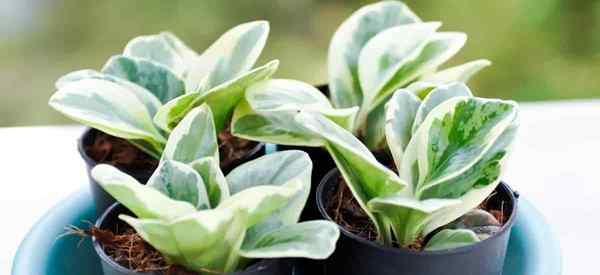 Comment propager Peperomia obtufolia (Plant de caoutchouc pour bébé)