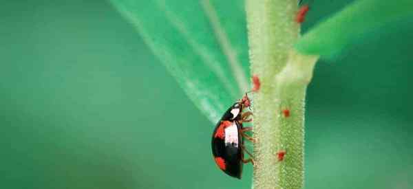 Lo que come pulgones de pulgones comiendo insectos y depredadores