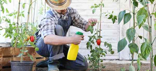 Cómo deshacerse de los pulgones en plantas de tomate