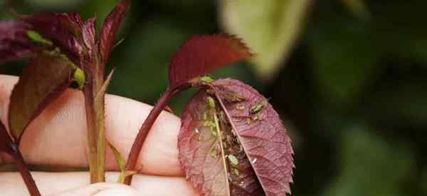 Boleh aphids terbang? Adakah terdapat aphids terbang?