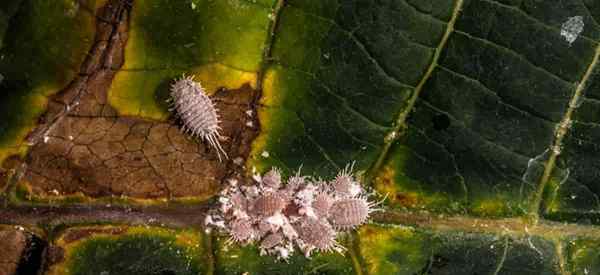 Como se livrar de mealybugs em plantas domésticas