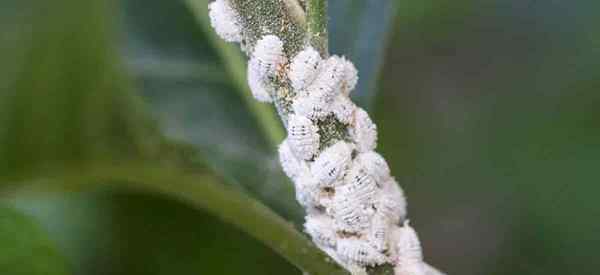 Como se livrar de mealybugs lá fora