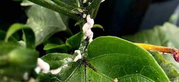 Wie man Mealybugs mit Alkohol tötet und die Pflanze nicht verletzt