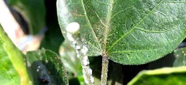 O que come mealybugs naturais pitadores de insetos naturais