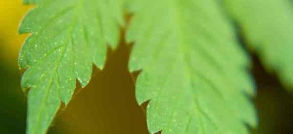 Comment se débarrasser des acariens sur les mauvaises herbes