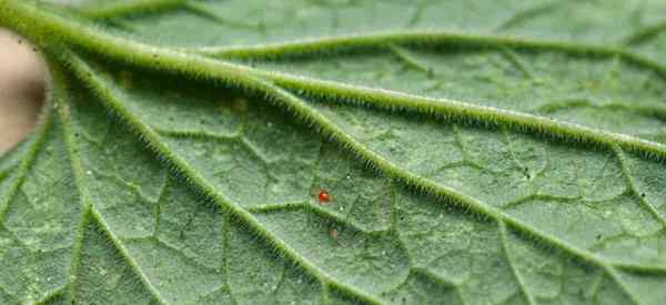 Lo que come ácaros? Depredadores de áciros naturales