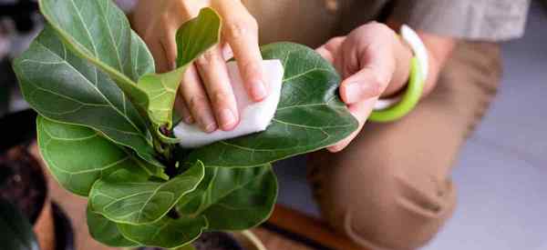 Cara Menghilangkan Hama Spider di Fiddle Leaf Fig