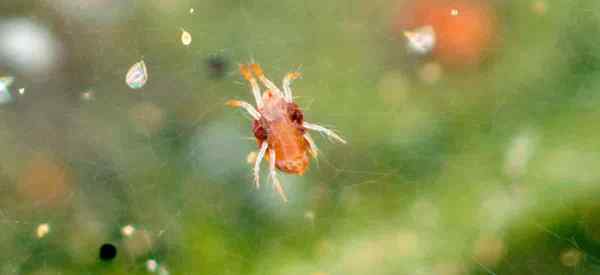 Como se livrar de dois ácaros de aranha manchada