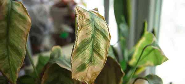 Tungau Calathea Spider Cara Menyingkirkan Tungau Laba -Laba Di Tanaman Calathea