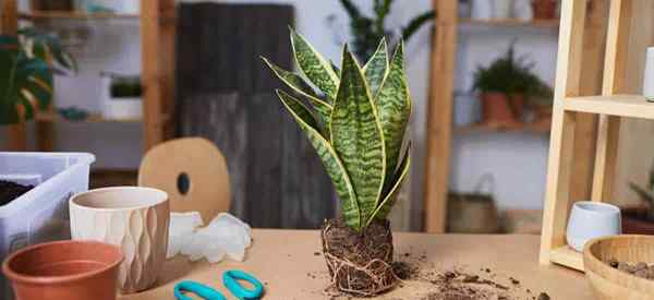 Repotting Snake Plants como replantar uma planta de cobra