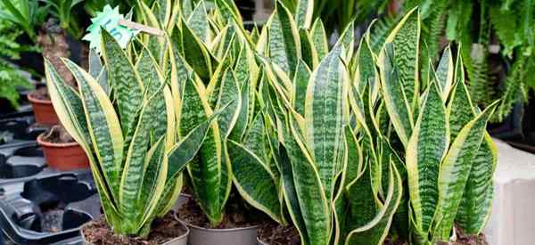 Was ist dracaena trifasciata?