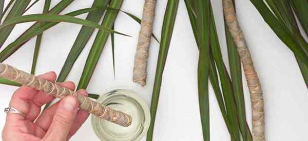 Penyebaran Dracaena Cara Menyebarkan Loji Dracaena