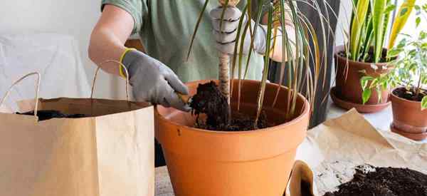 ¿Cuál es la mejor mezcla de suelo para macetas para plantas de Dracaena??