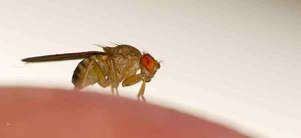 Les mèches et les moucherons sont-ils identiques? Quelle est la différence?