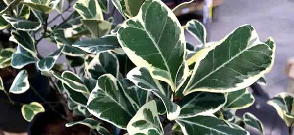 Wachstum von Ficus triangularis Wie man den Dreieck Ficus anbaut