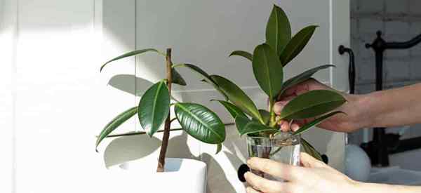 Podando de planta de borracha como podar uma árvore de borracha