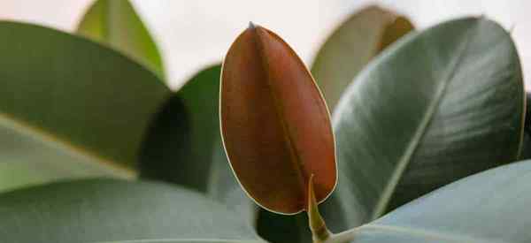 Por que minhas folhas de planta de borracha estão caindo?