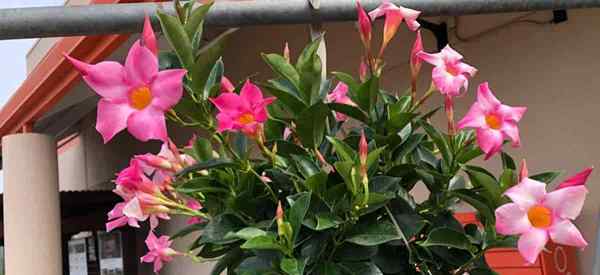 Dipladenia vs. Mandevilla Was ist der Unterschied zwischen den beiden