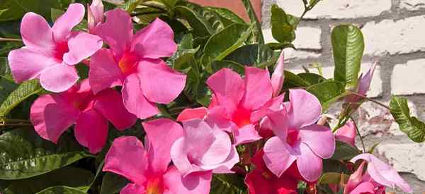 Mandevilla est-ce toxique aux chiens?