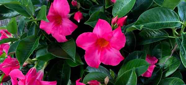 Fertilizante Mandevilla Qual é o melhor fertilizante para Mandevilla