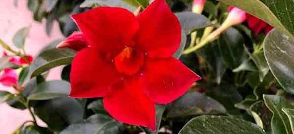 Mandevilla Deer Resistente