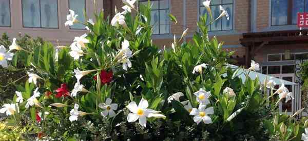 O White Mandevilla é realmente uma dipladenia?