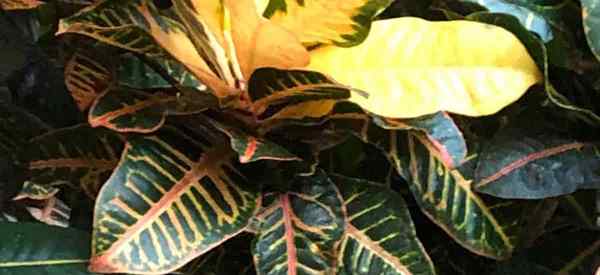 Comment propager une plante croton