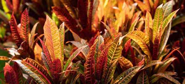 Como crescer e cuidar das plantas Iceton Croton