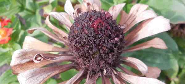 Cómo recolectar, cosechar y salvar las semillas de Zinnia de las flores