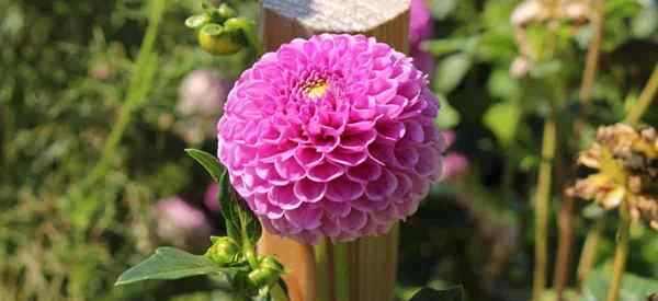 Cómo florecer en las flores de Zinnia para más flores