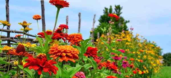 Quais são os diferentes tipos de zinnias?