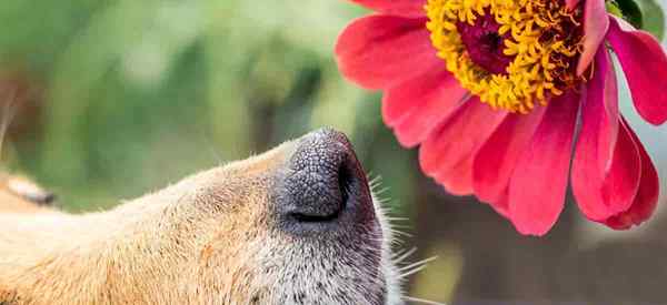 Zinnias são venenosas para cães