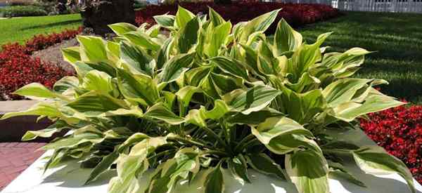 Isst Hirsche Hostas