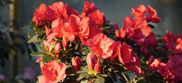 ¿Los ciervos comen plantas y flores de azalea??